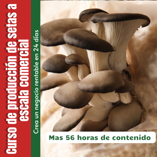 Cultivo de Setas Orellanas a escala Comercial